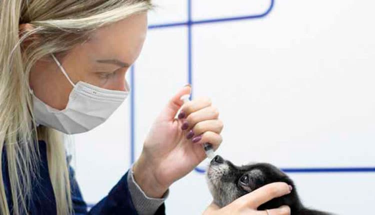 Gripe Canina