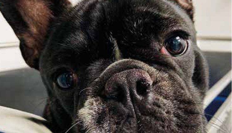 Rinoplastia animal?