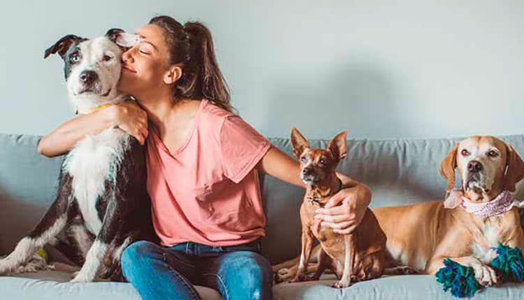 Assim como os humanos, Pets também gostam de ambiente agradável