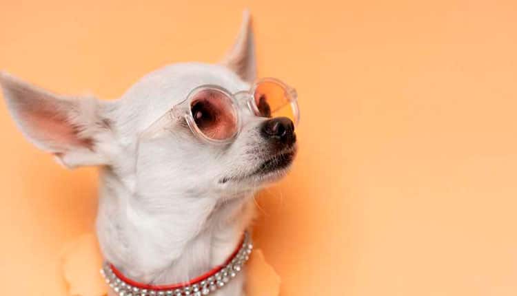 O mercado pet tem acompanhado as necessidades dos animais?