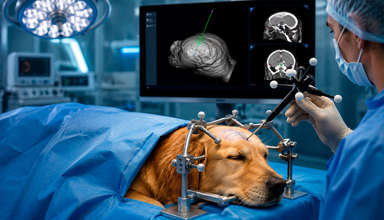 Neuronavegador amplia segurança e precisão em cirurgias cerebrais de pets