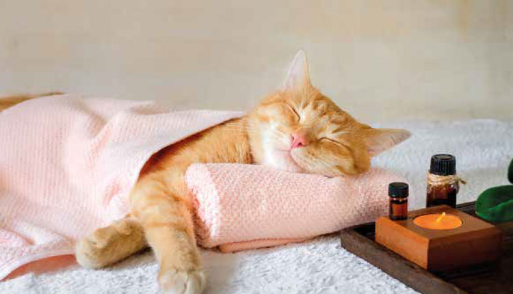 Homeopatia veterinária:qualidade de vida e bem-estar aos animais