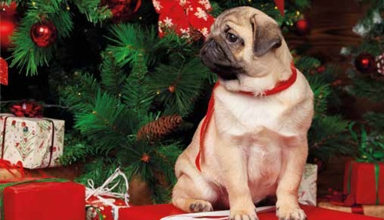Festas de fim de ano podem reunir alimentos perigosos para a saúde dos pets