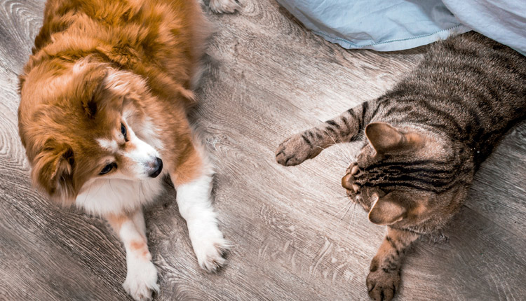 Viagem com os pets - Entenda as diferenças na hora de viajar com cão ou gato