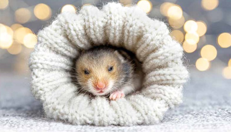 Pets exóticos precisam de cuidado redobrado nas temperaturas frias