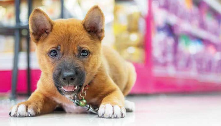 Mercado pet deve crescer 13% em 2020 puxado por pet food e produtos veterinários