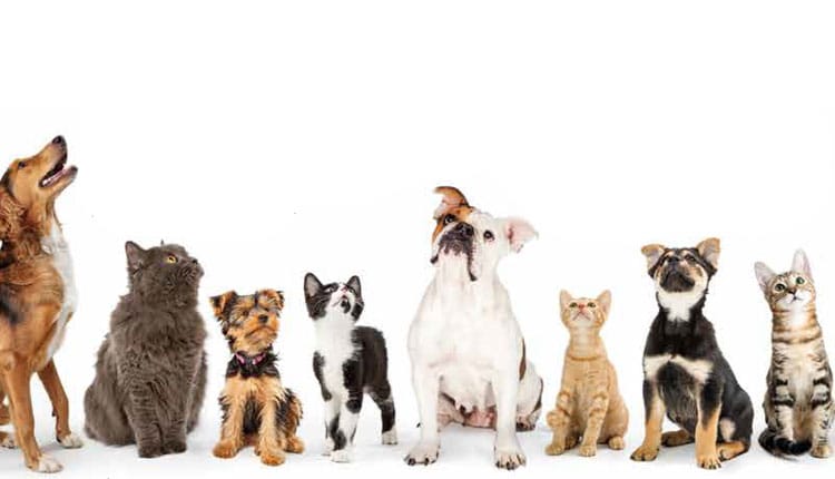 Pesquisa Radar Pet: Brasil tem a segunda maior população pet do mundo