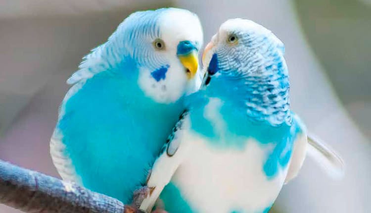 Aves ornamentais - Um mercado lucrativo e promissor