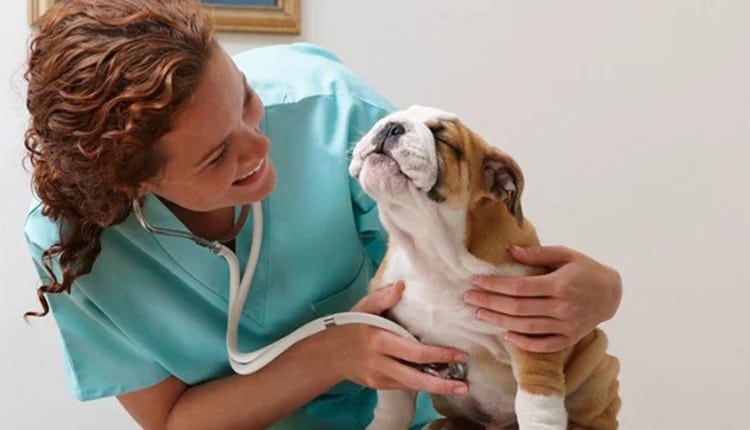 Grupo Petlove realiza fórum virtual gratuito em celebração ao Mês do Médico-Veterinário