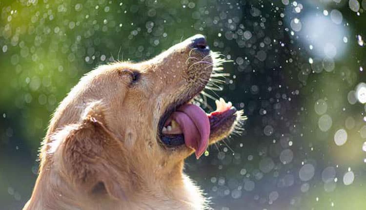 A importância da Reposição Eletrolítica em períodos de calor