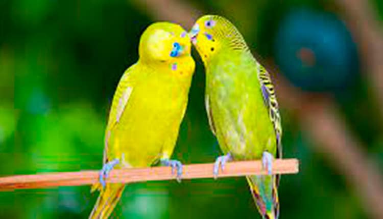 Aves - Manejo nutricional durante o período de reprodução