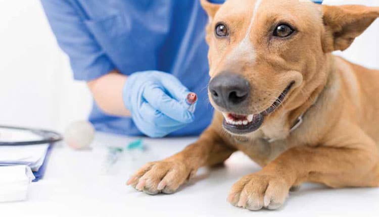 Mercado pet de medicamentos deve voltar a crescer em 2021