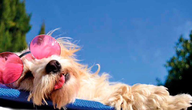 Hotéis pet friendly: o que torna um destino ideal para viajar com o animal de estimação