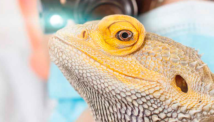 Pets não convencionais - Um mercado em constante crescimento e que necessita de profissionais especializados