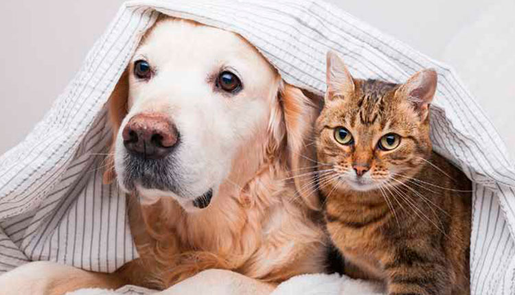 O clima impacta a saúde dermatológica dos pets?