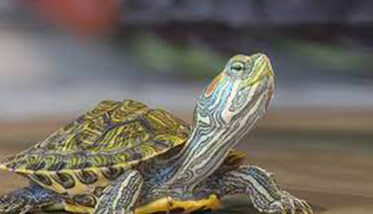 Doença óssea metabólica em quelônios