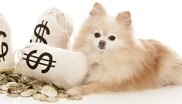 5 vantagens de investir no mercado pet