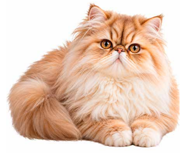 Gato Persa: A nobresa felina que transformou o mercado de cuidados para gatos no Brasil