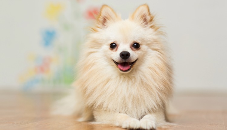 Spitz Alemão (Lulu da Pomerânia): Pequeno no tamanho, gigante na personalidade