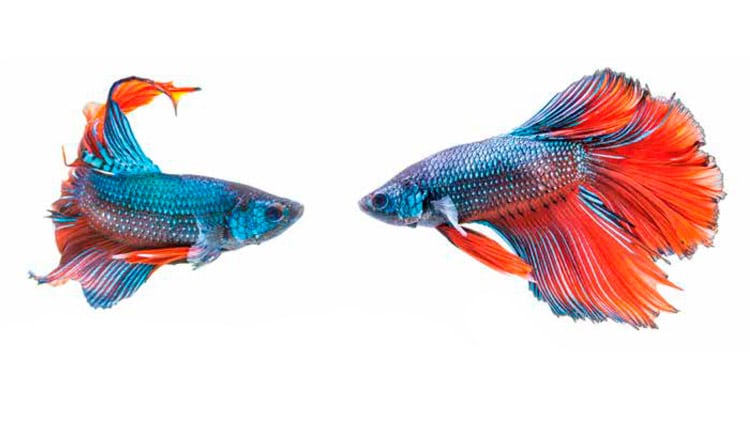 Peixes que não podem viver juntos no aquário
