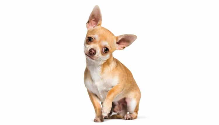 Chihuahua - O menor cão do mundo