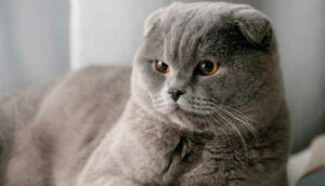 Scottish Fold