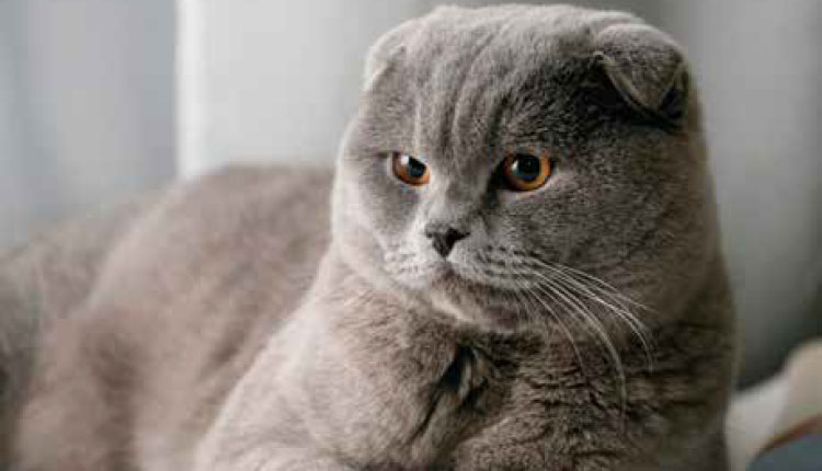 Scottish Fold