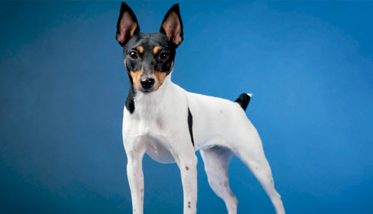 Toy Fox Terrier