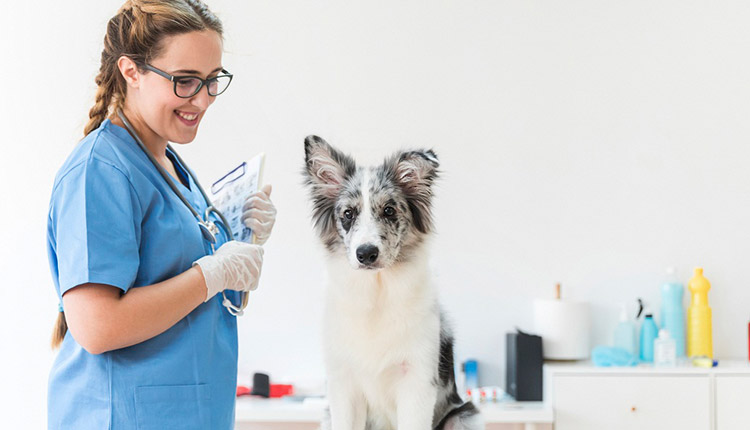 Marketing para médicos veterinários: como conseguir mais pacientes?