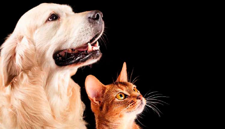 Gasto anual com gatos chega a ser 178% menor que com cachorros
