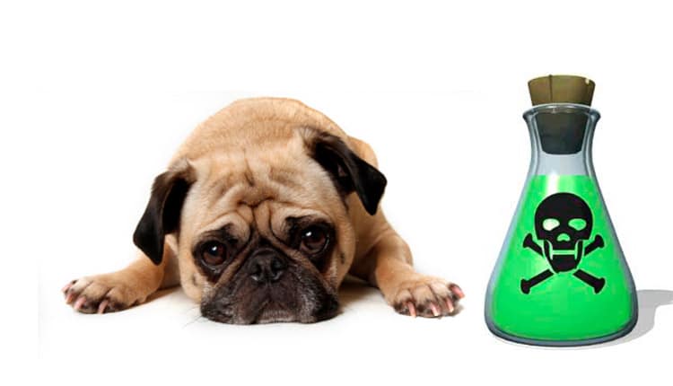 Cuidados com os cães e gatos diante das possíveis substâncias que podem causar intoxicação
