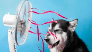 Verão - Cães podem morrer de calor