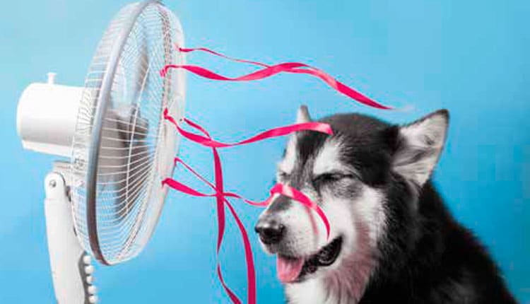 Verão - Cães podem morrer de calor