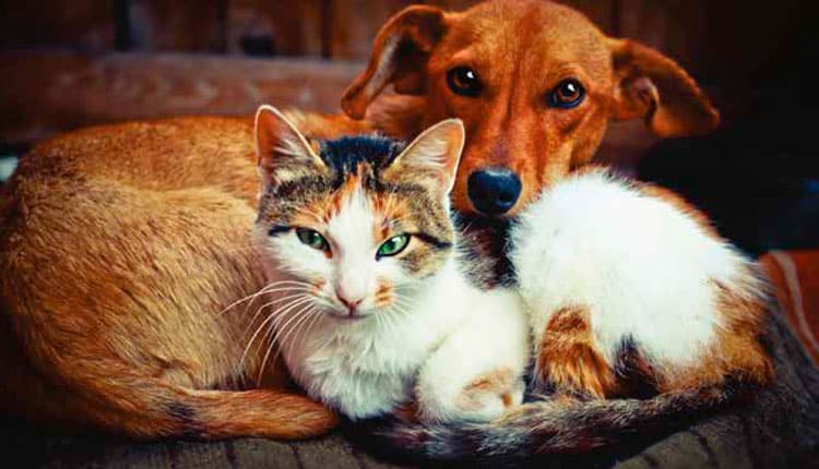 Disbiose intestinal em cães e gatos:como prevenir problemas de saúdedigestiva em animais de estimação