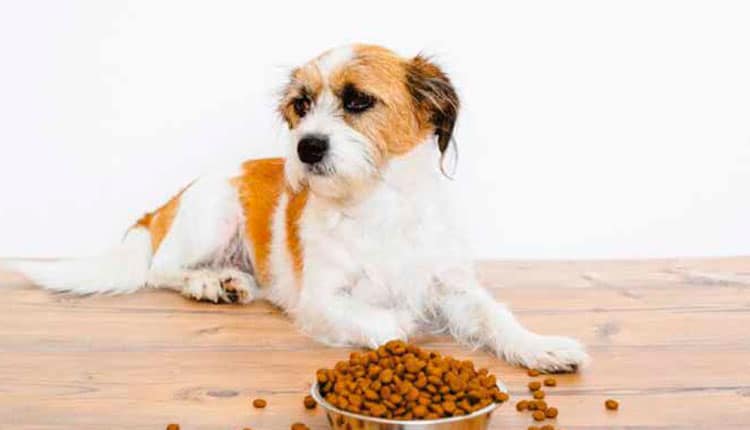 Probióticos na alimentação de cães e gatos: benefícios e importância para a saúde