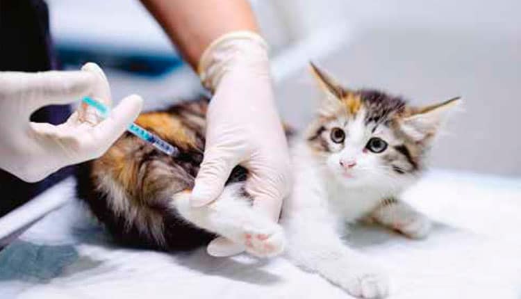 Injeção anti-cio pode causar câncer em animais