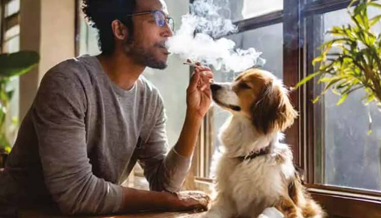 Fumo passivo afeta a saúde respiratória dos animais de estimação