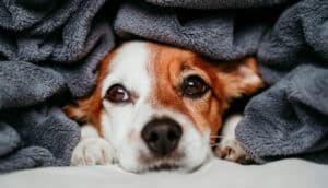 Clima frio e seco aumenta incidência de alterações respiratórias oftalmológicas e dermatológicas em cães e gatos