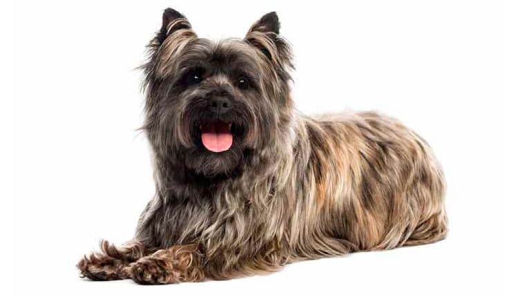 Cairn Terrier