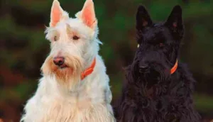 Scottish Terrier