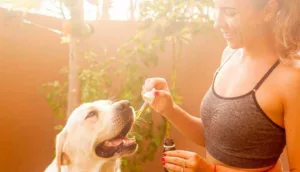 O uso da cannabis nos tratamentos dos animais