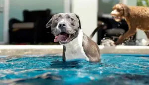 Pet na piscina?