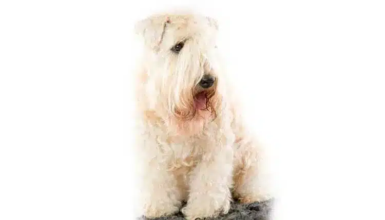 Wheaten Terrier