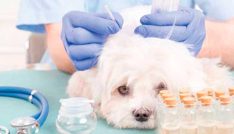 Medicina integrativa veterinária é preventiva, curativa e paliativa