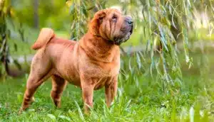 Shar-pei - O elegante “pele de areia”