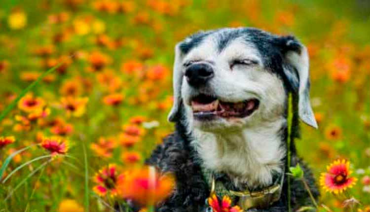 Cães na melhor idade. Sim, envelhecimento saudável é possível!