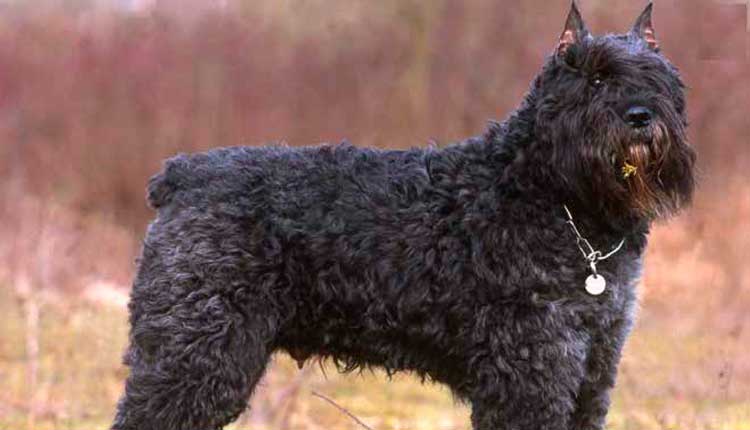 Bouvier des Flandres