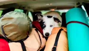 De férias com o pet: dicas para uma viagem tranquila com ou sem a companhia do seu animalzinho de estimação