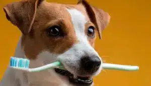 Escovar os dentes do seu pet é mais importante do que parece