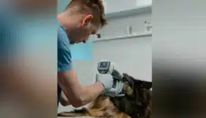 Medicina veterinária preventiva: benefícios além da saúde animal